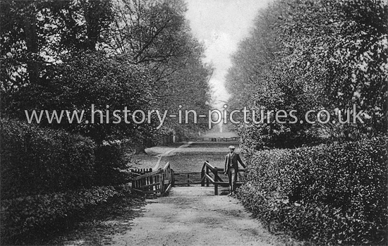 The Long Walk, Ongar, Essex. c.1909